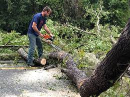 Best Tree Mulching  in Polkton, NC