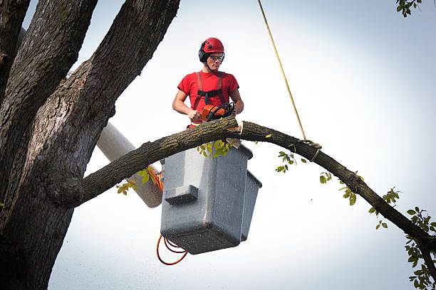 Best Tree and Shrub Care  in Polkton, NC